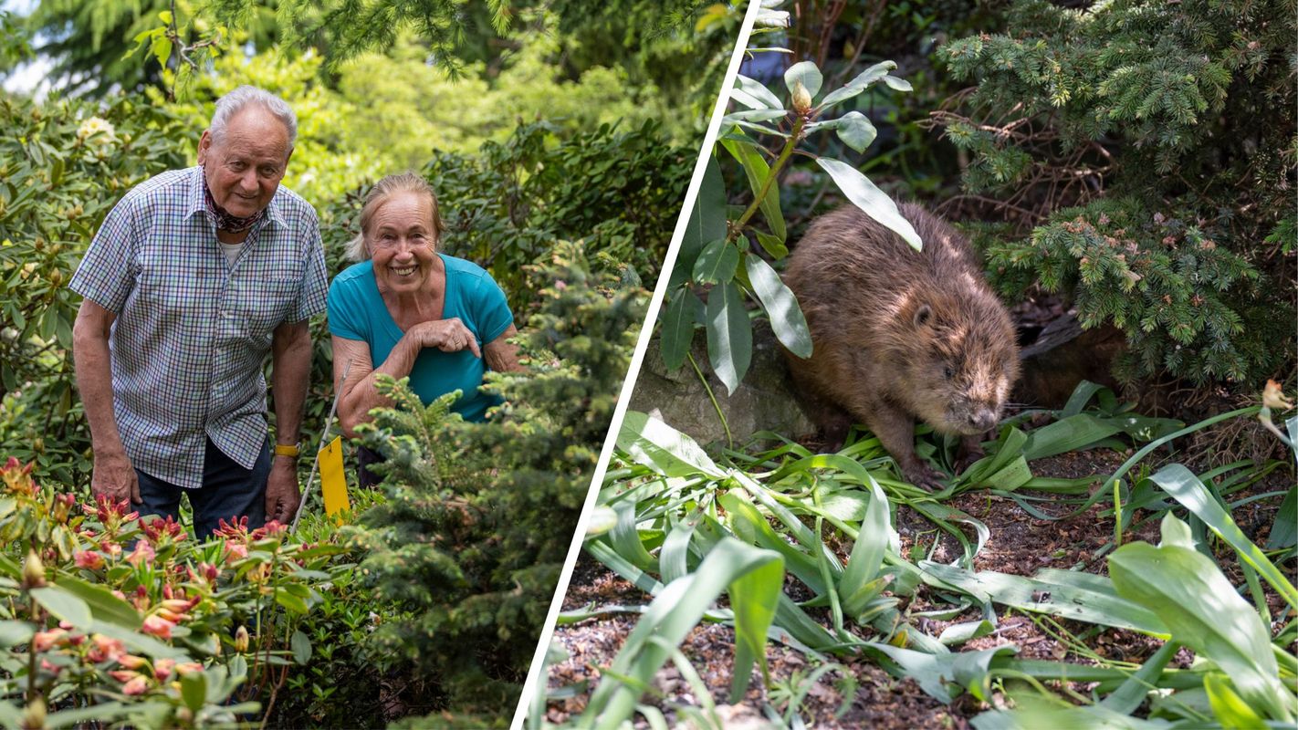 Plötzlich ein Biber im Garten: „Störenfried“ sorgt für Verzweiflung bei Haller Ehepaar