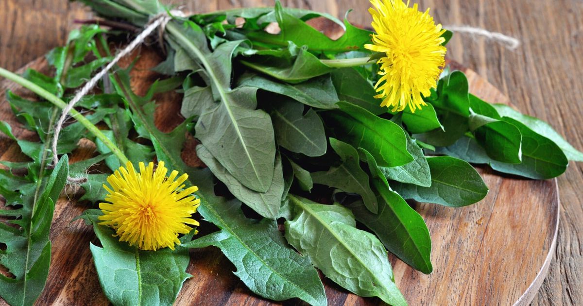 Gelb-und-kr-ftig-Warum-es-sich-lohnt-L-wenzahn-zu-sammeln