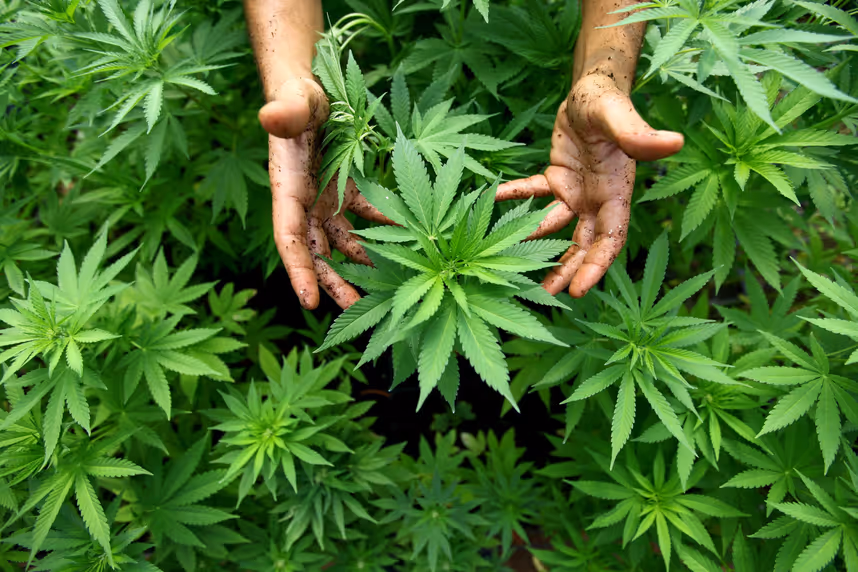 Marihuana-Konsum wird in drei weiteren US-Staaten legal