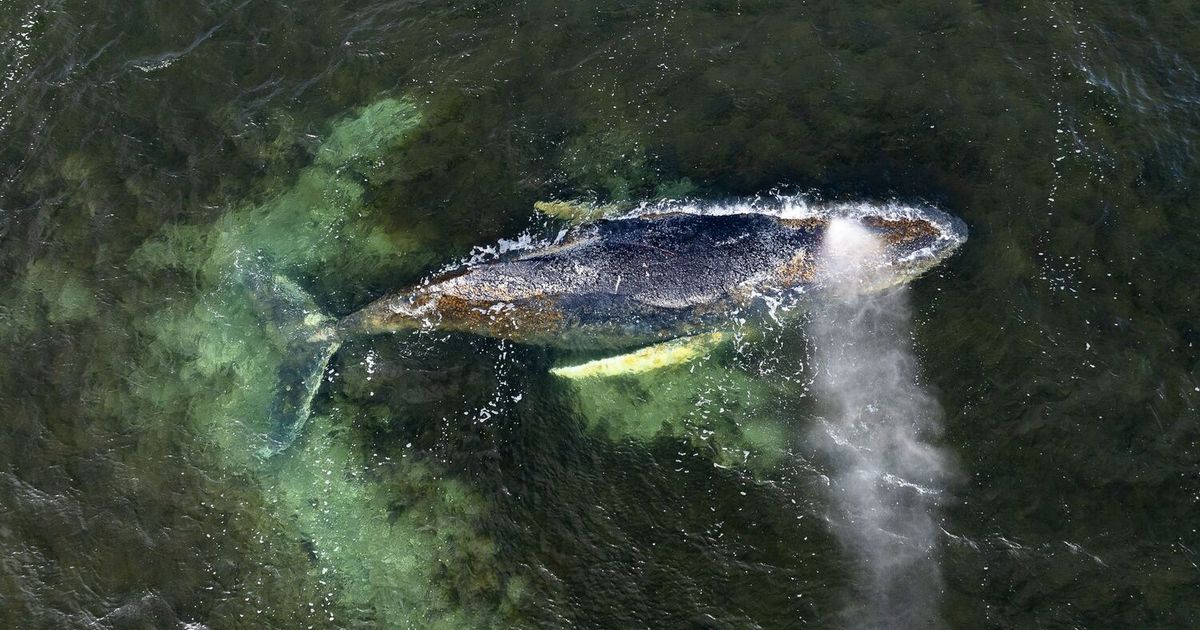 Buckelwal-vor-der-deutschen-Ostseek-ste-ist-abgetaucht