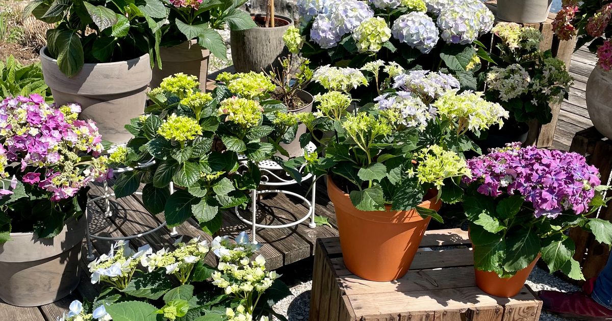 Garten-im-April-in-Tirol-Was-jetzt-im-Beet-am-Balkon-und-bei-Zimmerpflanzen-zu-tun-ist