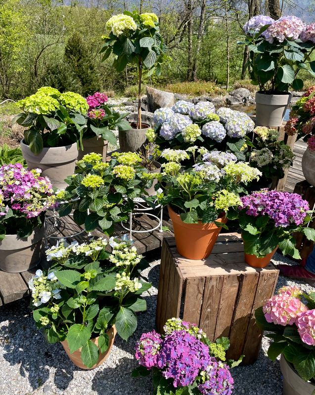 Garten im April in Tirol: Was jetzt im Beet und am Balkon zu tun ist