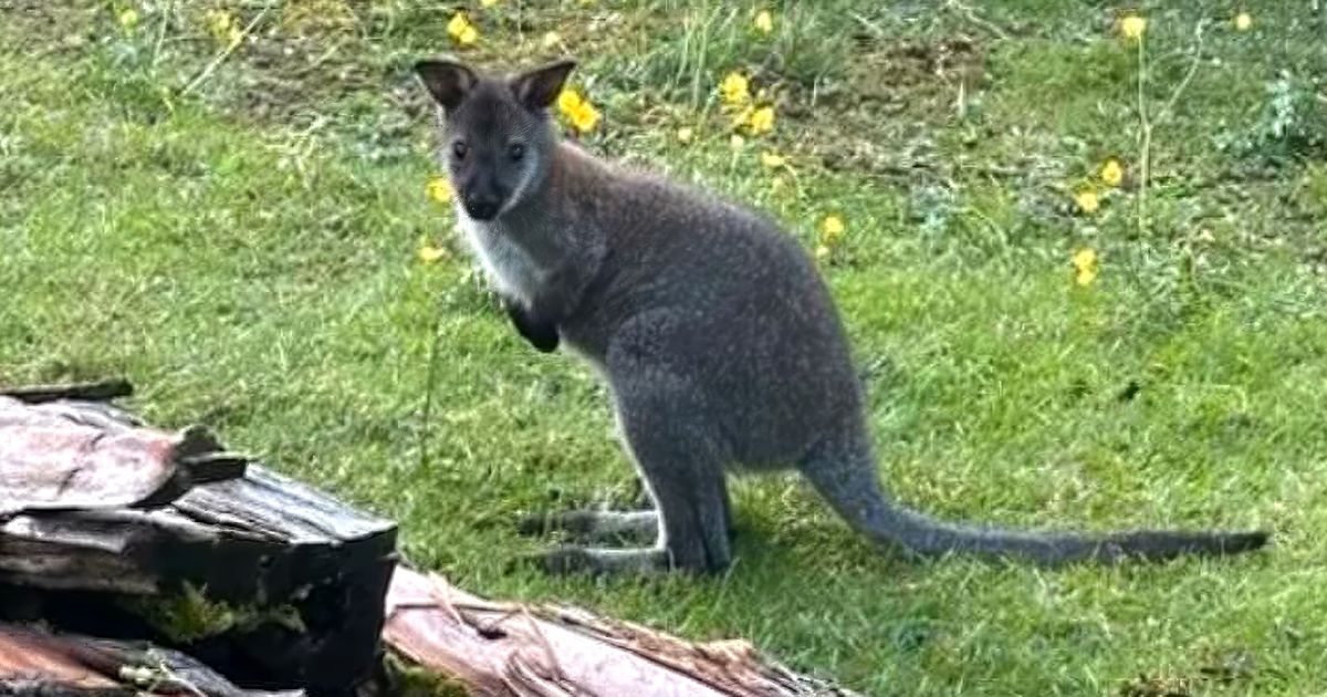 All of East Tyrol is looking for Jecki: Why the little kangaroo urgently ...