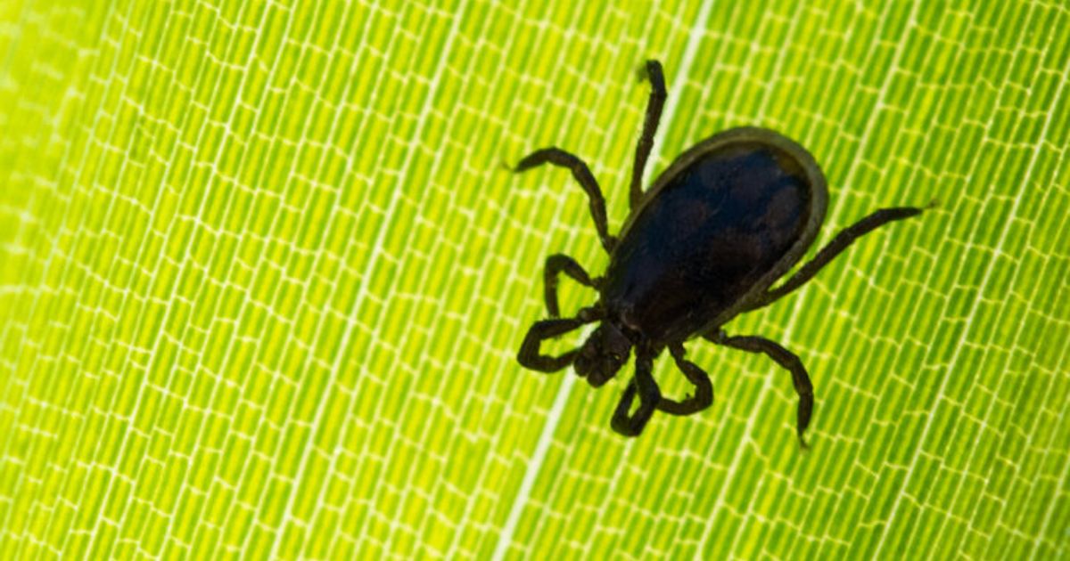 50-Jahres-FSME-Impfung-Fallzahlen-steigen-wieder