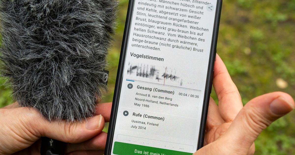 Wer-zwitschert-da-Die-g-ngigsten-Vogel-Bestimmungs-Apps-im-Vergleich