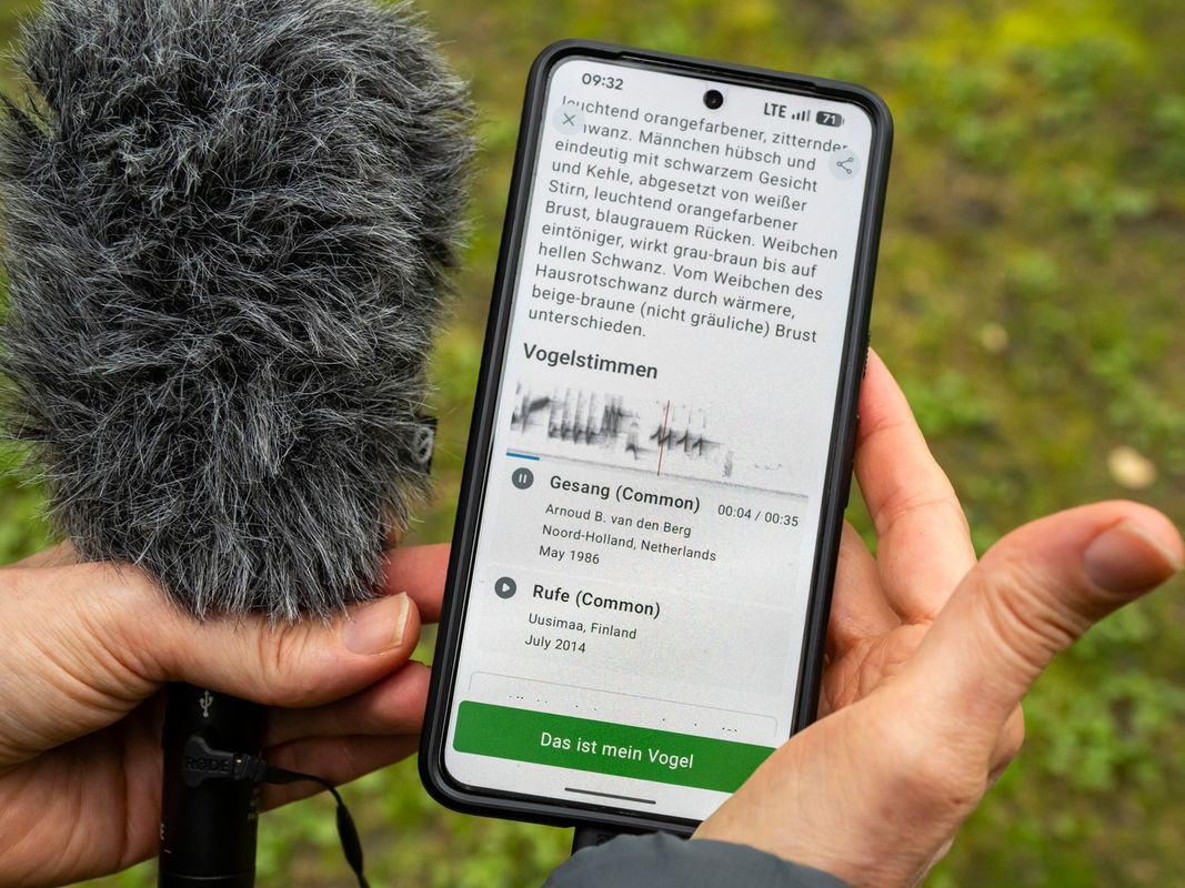 Wer zwitschert da? Die gängigsten Vogel-Bestimmungs-Apps im Vergleich