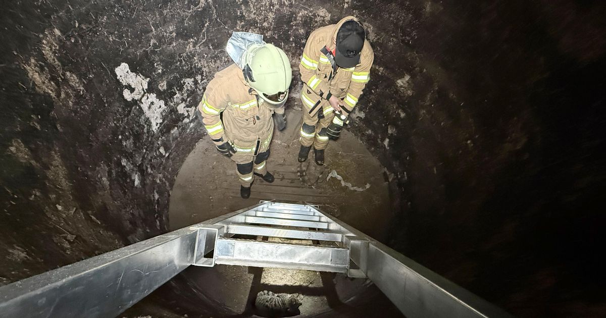 Tierischer-Rettungseinsatz-in-Vomp-Feuerwehr-befreite-Katze-aus-Silo