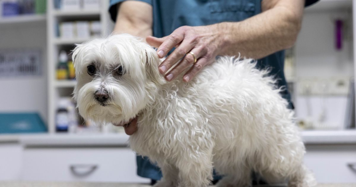Mayor clarifies: Emergency veterinary service in Innsbruck remains ...