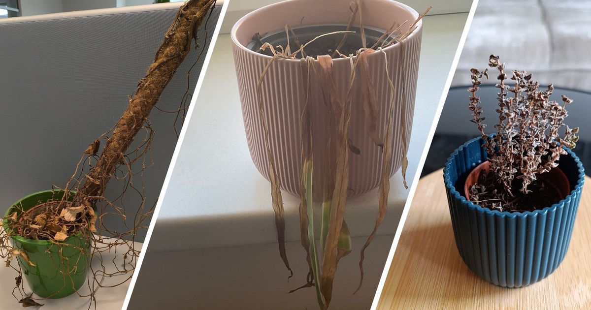 Die-gro-e-Bildergalerie-Finale-im-Kampf-um-Tirols-schiachste-Zimmerpflanze