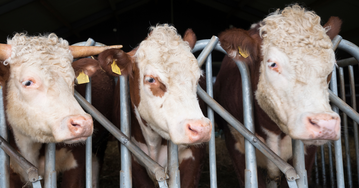 Landwirt-im-Zillertal-von-Stier-attackiert-und-schwer-verletzt
