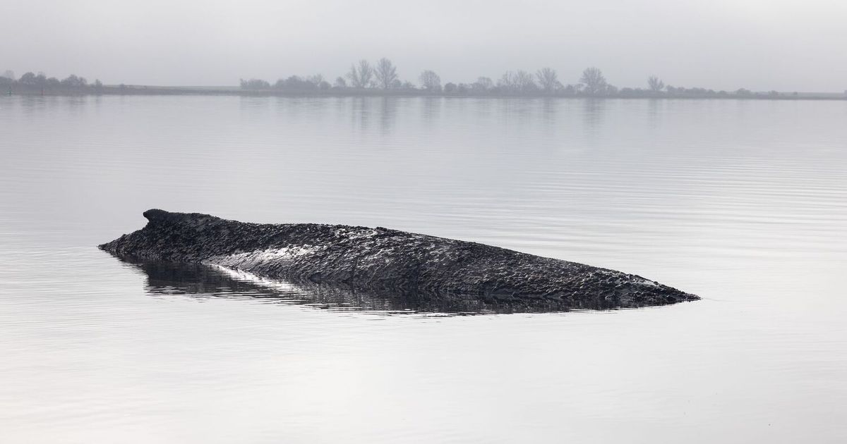 -berraschende-Wende-Gestrandeter-Buckelwal-befreite-sich-selbst-und-schwimmt-wieder