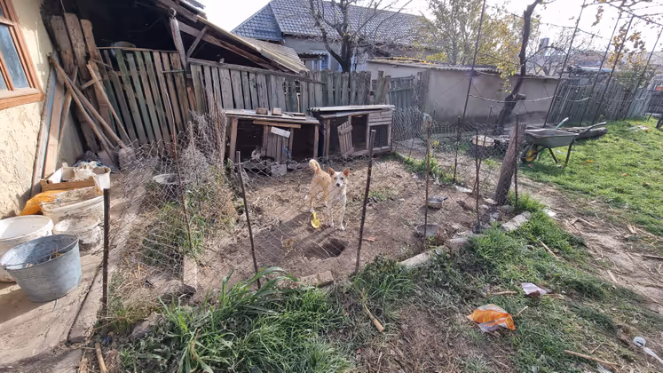 In Moldau gibt es viele streunende Hunde. Welpen werden gerne aufgenommen, damit sie sich später als Wachhunde nützlich machen. 