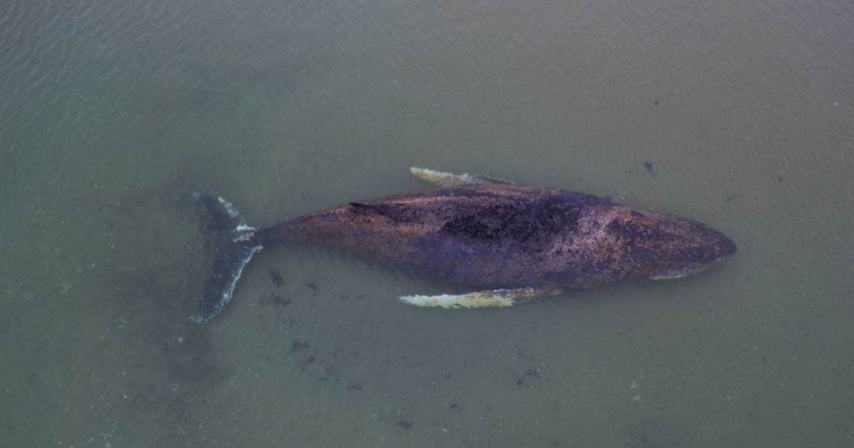 Buckelwal-schwimmt-wieder-Steigender-Wasserstand-hilft