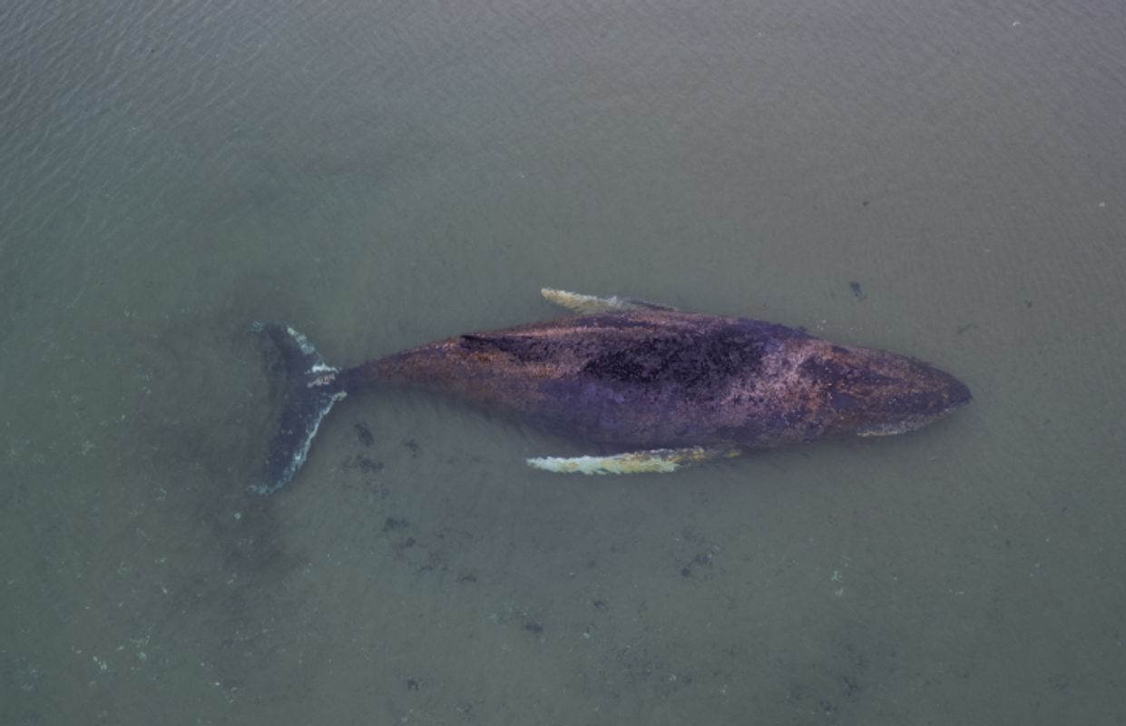 Buckelwal schwimmt wieder - Steigender Wasserstand hilft