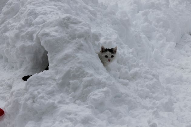 Kater Charly aus Ranggen.