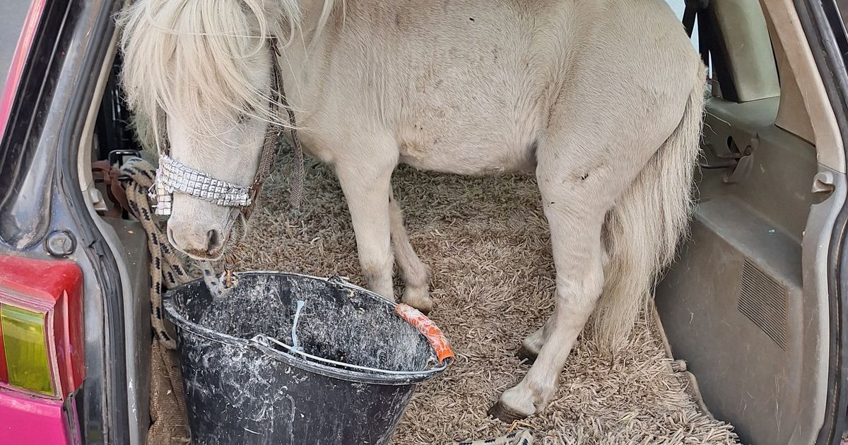 Kuriose-Ladung-Polizei-stoppte-Auto-mit-Pony-im-Kofferraum