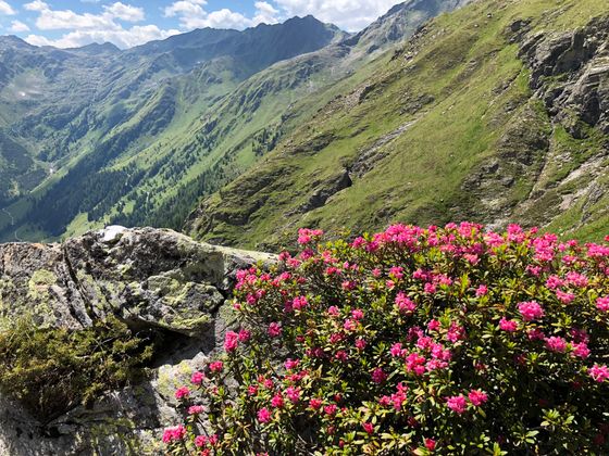 Schlötteralm mit Blick zum Schwarzsee in Innervillgraten.