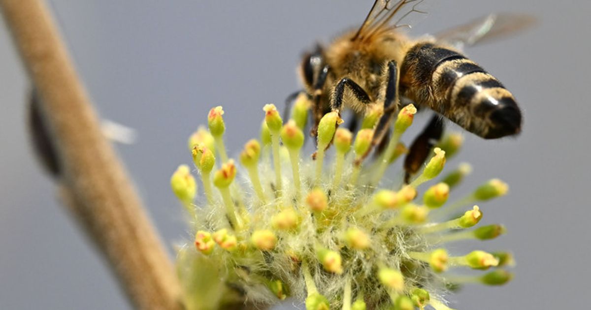 Bienenwelt-entdecken-Tag-des-offenen-Bienenstocks-in-Schwendau