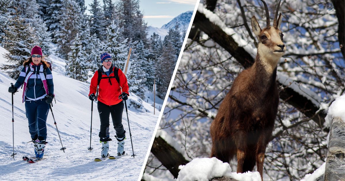 Zu-Gast-im-Wohnzimmer-der-Wildtiere-Wie-man-bei-Skitour-und-Co-R-cksicht-nimmt