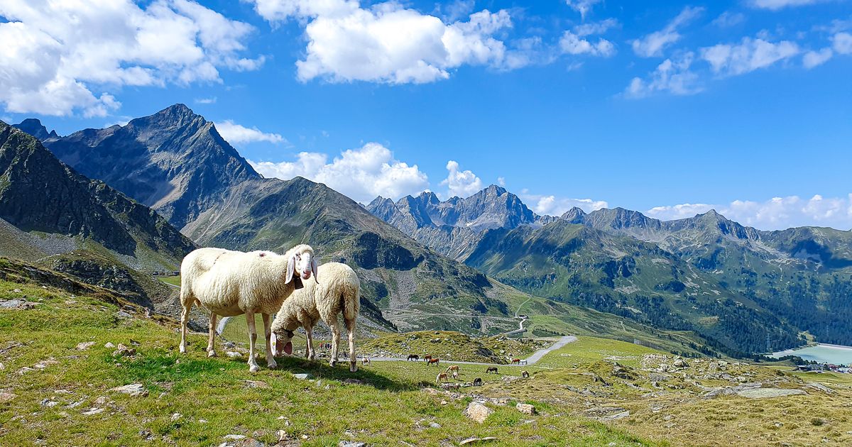 Sheep herded onto alpine pastures with wolves: Tyrolean farmers on thin ...