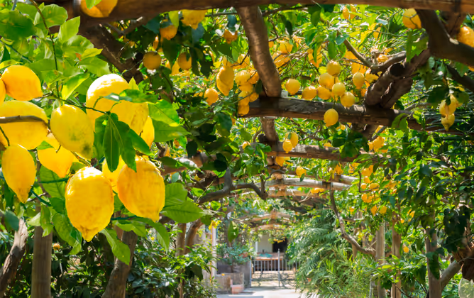 Fruits in Lemon garden of Sorrento at summer, retro toned