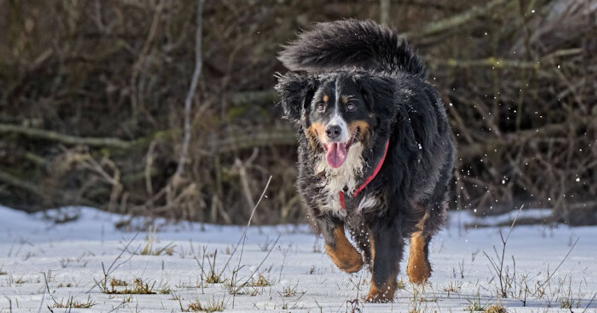 8250-Euro-Geldbu-e-nicht-bezahlt-Prozess-wegen-Tierqu-lerei-in-Innsbruck-geht-weiter