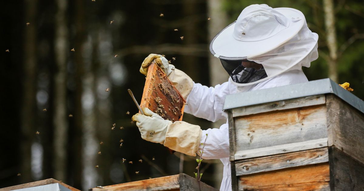Unbekannte-stahlen-Bienenv-lker-in-Tarrenz-Mehr-als-tausend-Euro-Schaden