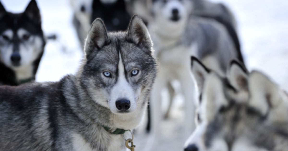 Gr-tes-Schlittenhunderennen-der-Welt-offiziell-gestartet