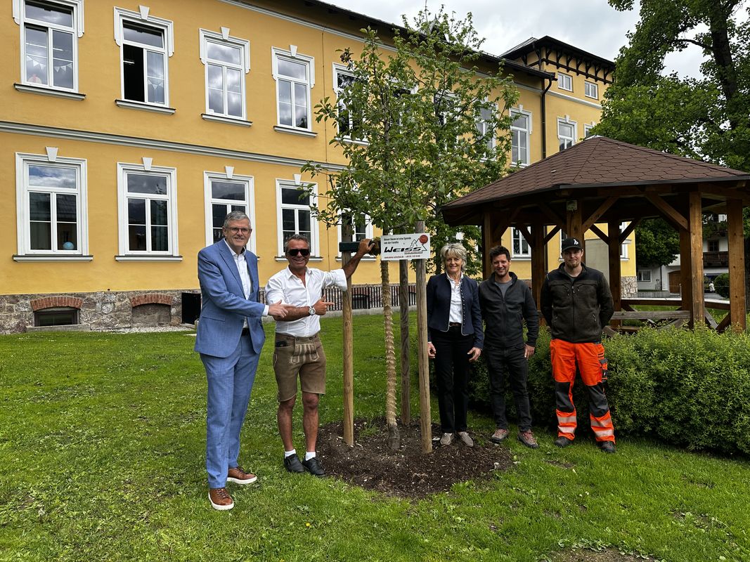 Nach dem Riesenrad: Ein Apfelbaum kehrt zurück in den Kitzbüheler Stadtpark
