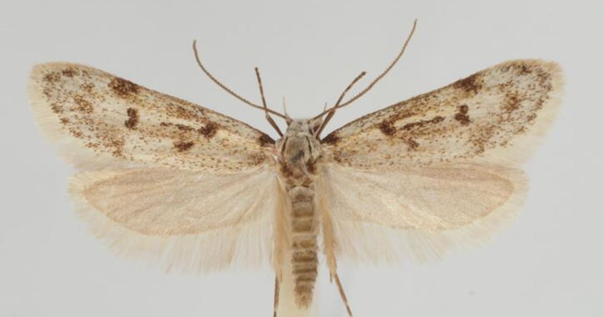 Genetic Survey Reveals Comprehensive Understanding of Butterflies in Austria