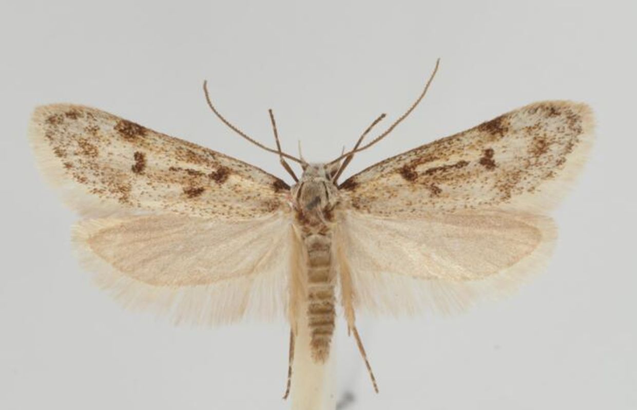 Schmetterlinge Österreichs umfassend genetisch erfasst