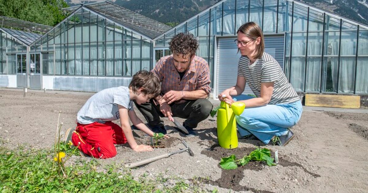 Kleiner-Garten-gro-e-Pl-ne-80-Innsbrucker-Hobbyg-rtner-freuen-sich-auf-ihr-verlostes-Beet