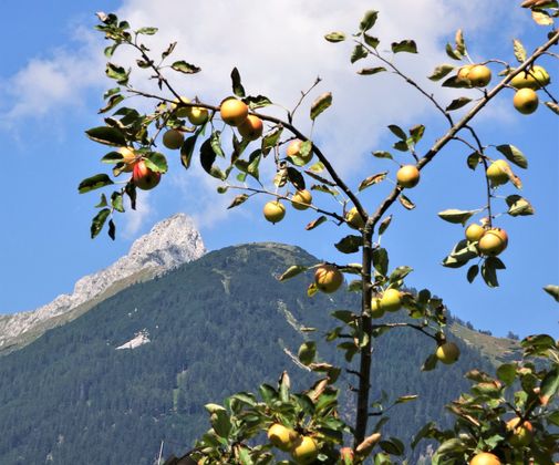 Im Schwazer Mathoigarten wachsen die Apfelbäume über der "Fiechter Spitze" in den Himmel wie es scheint.  Alles eine Frage der Perspektive.