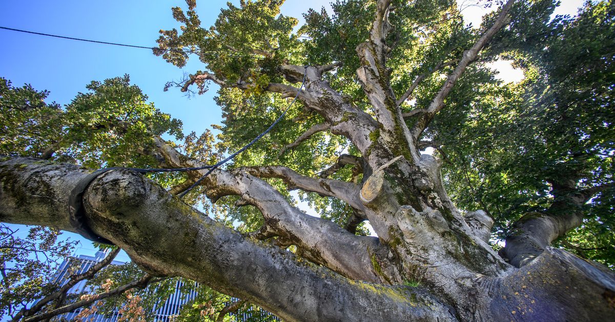 -Noch-ist-der-Baum-nicht-kaputt-K-nnte-Innsbrucks-Blutbuche-doch-gerettet-werden-