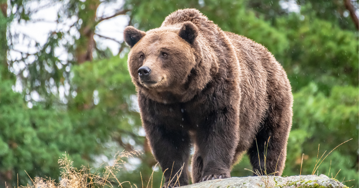 Second report within a few days: Bear sighted near alpine pasture in the ...