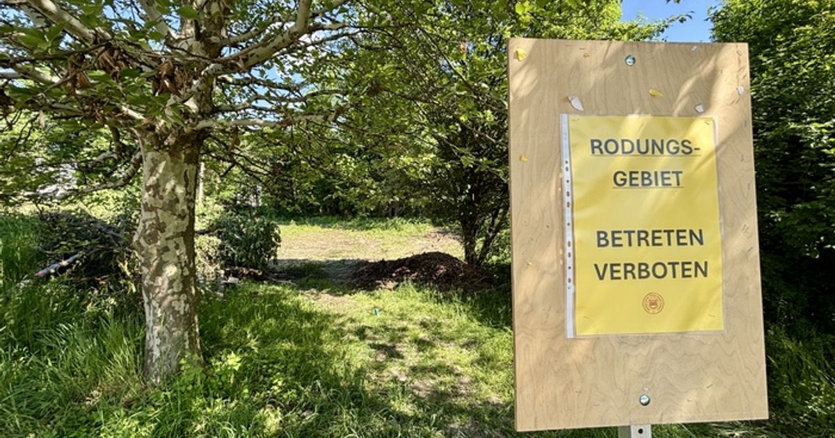  Foto zu Nach Rodung im Wörgler Stadtwald: Baubeginn für Kindergarten lässt auf 