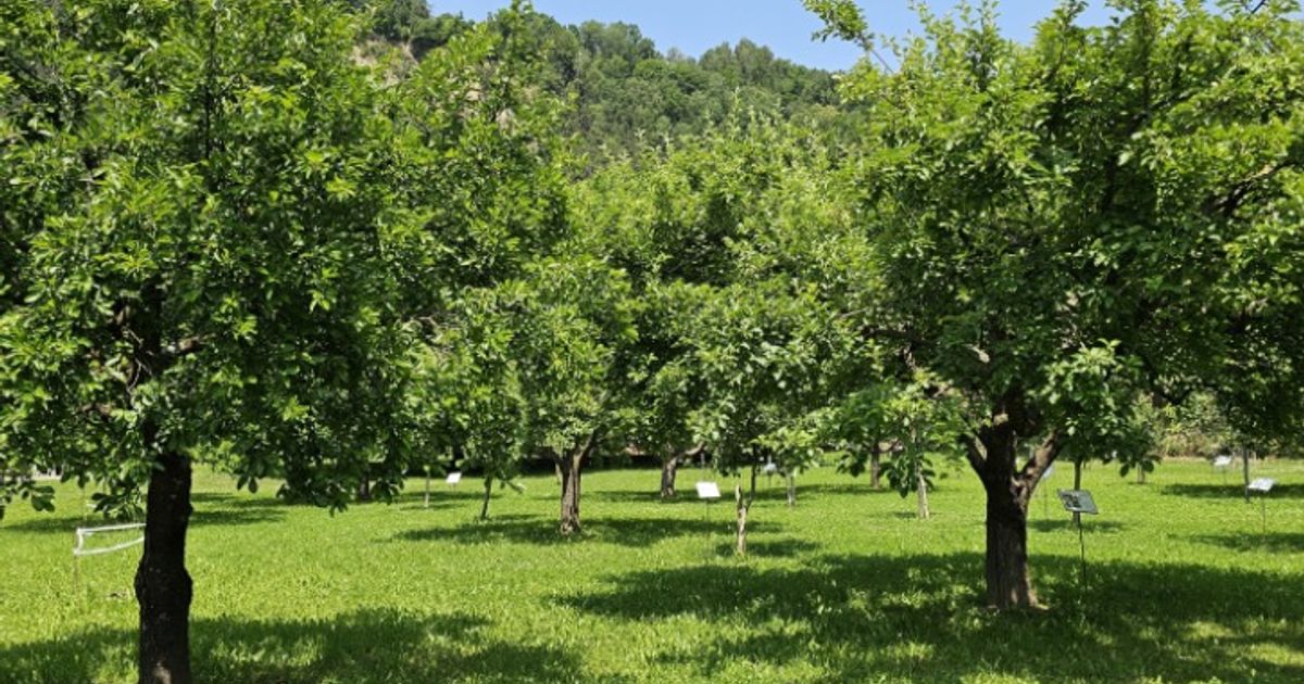 Artenreicher-Lebensraum-Streuobstwiese-ist-massiv-bedroht