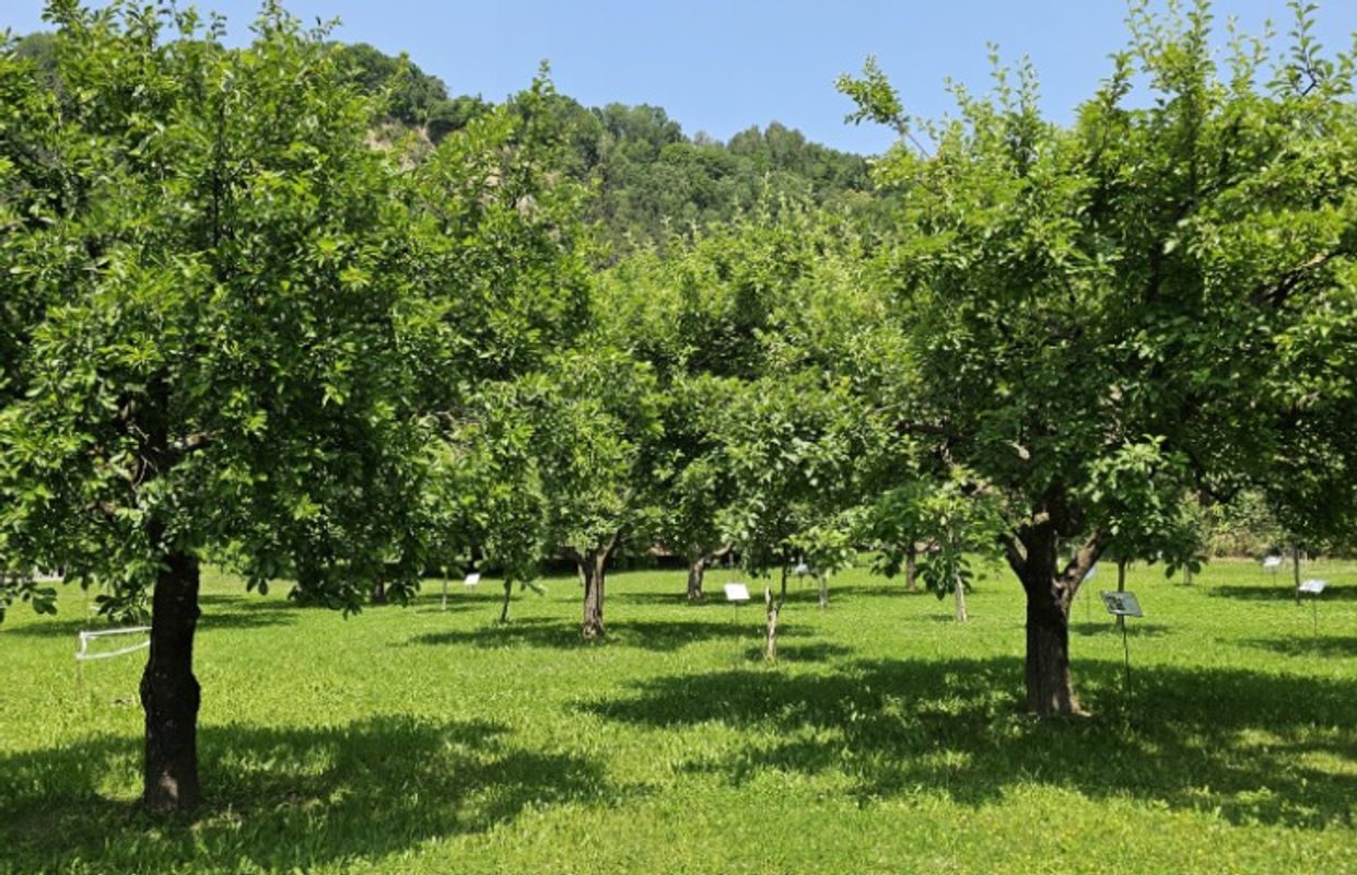Artenreicher Lebensraum Streuobstwiese ist massiv bedroht