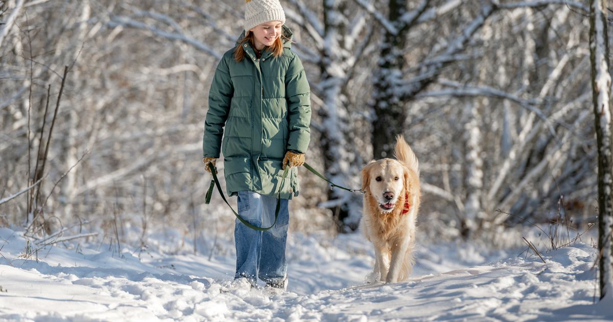 Auch-vor-und-nach-Silvester-Hunde-rund-um-Neujahr-ausnahmslos-anleinen