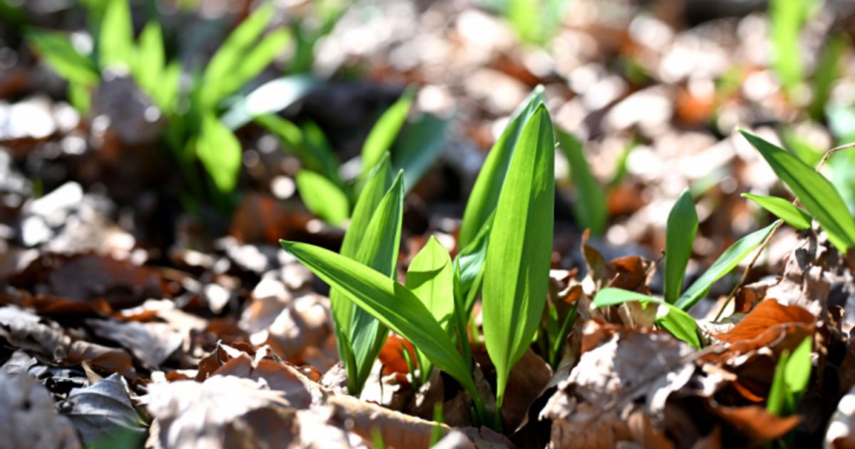 Vorsicht-beim-B-rlauch-Pfl-cken-Verwechslungen-m-glich