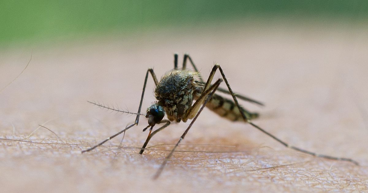 Ouch! When should you see a doctor for an insect bite?