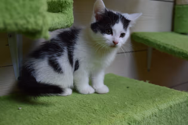Ein halbes Jahr alt sind die jüngsten Bewohner des Schwazer Katzenheimes.