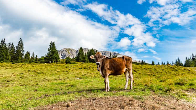 Das Foto wurde von der Birgitzer Alm in Richtung Süden aufgenommen. Im Hintergrund erkennt man die Nockspitze.