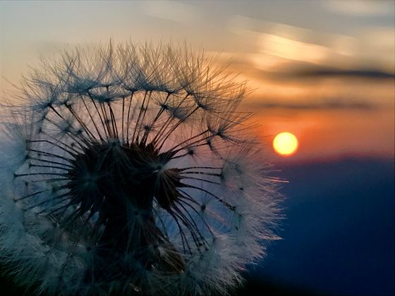 Sonnenaufgang auf der Saile (Nockspitze).