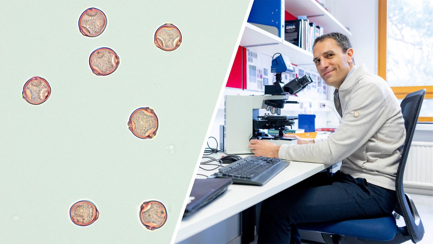 Wolkig mit Aussicht auf Birke: Wie die Uni weiß, wann den TirolerInnen die Nase juckt