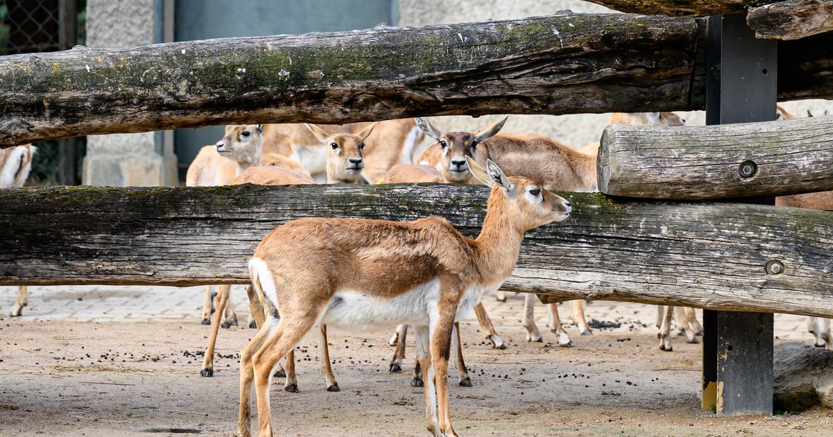 Antilope-im-Tiergarten-Sch-nbrunn-erschossen-Video-von-Gehege-liefert-erste-Hinweise