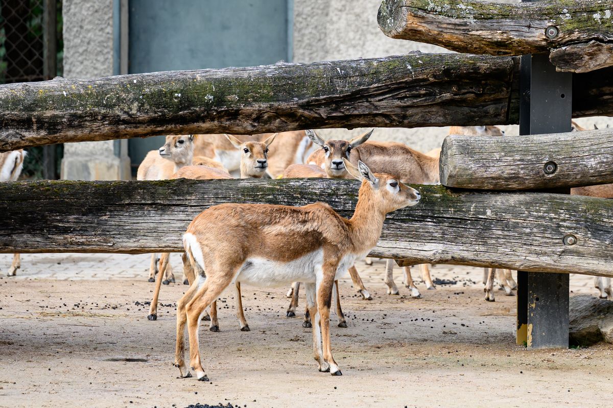 Antilope im Tiergarten Schönbrunn erschossen: Video von Gehege liefert erste Hinweise