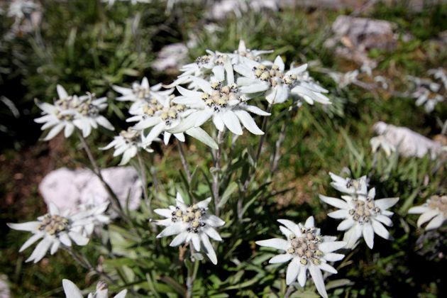Edelweiß im Rofangebirge.