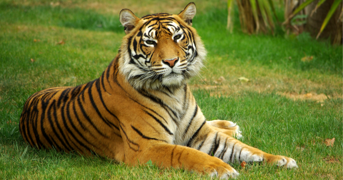 Drama-bei-Leipzig-73-J-hriger-von-entlaufenem-Tiger-schwer-verletzt