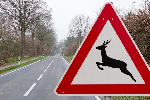 Auch die Wildschadenhilfe ist in den mehr als 30 Leistungen des ÖAMTC Schutzbriefes enthalten.